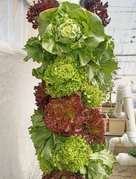 hydroponic lettuce in Yemmen.jpg